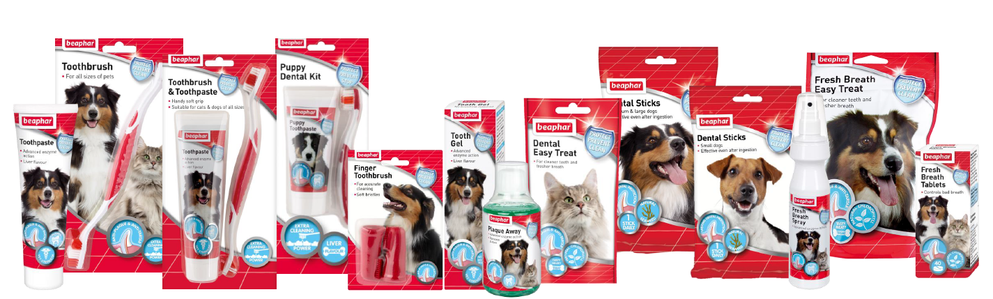 Dents / Dentifrice Chien